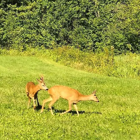 Holidayhouse With Sauna And Pond Leesoja Puhkemaja * Ranniku